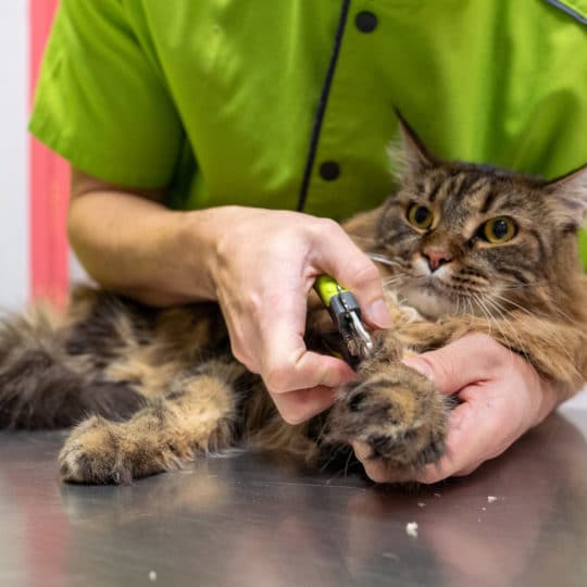 Le ronronnement chez le chat - Clinique Vétérinaire du Saint-Eynard