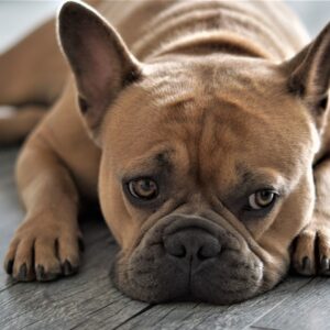 french-bulldog-gec3aed931_1920-300x300-1.jpg