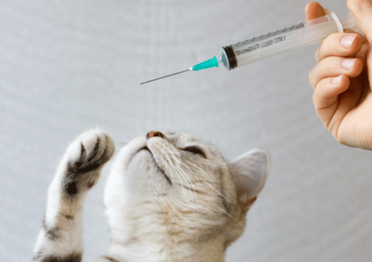 Vaccin-chat.png